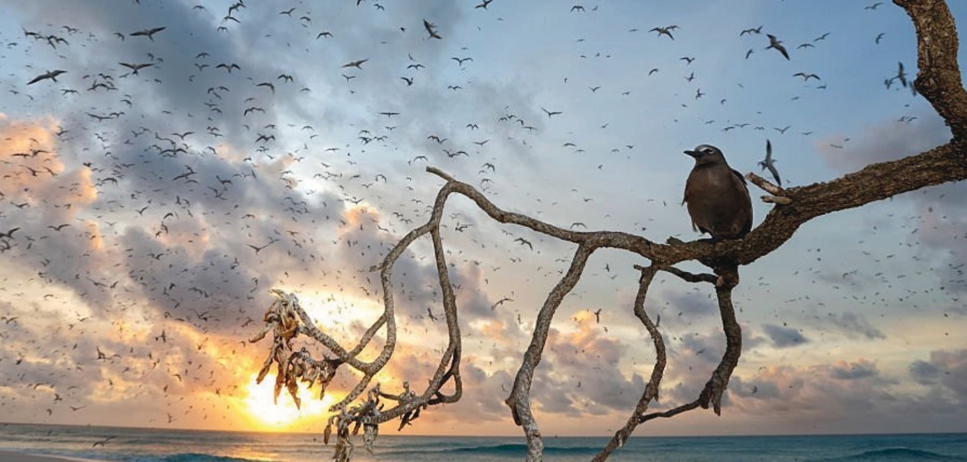Pitti Bird Sanctuary