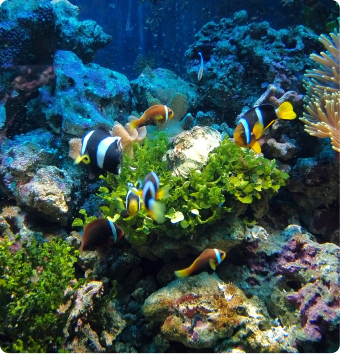 Kalpeni glimpse